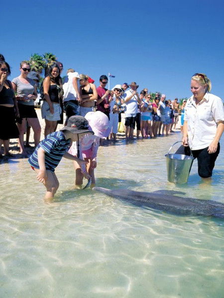 Monkey Mia Dolphin Resort - Broome Tourism 1