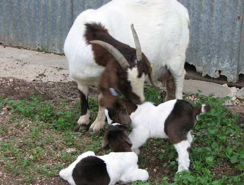 Redwing Shearer's Quarters - Broome Tourism 0