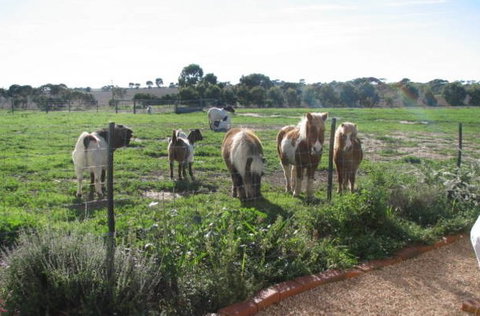 Redwing Shearer's Quarters - Broome Tourism 1