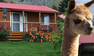 Maydena Country Cabins Accommodation & Alpaca Stud - Broome Tourism 1