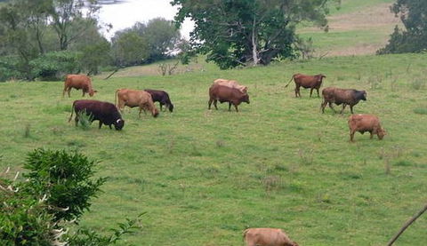 Bemurrah Homestead At Pee Dee - Broome Tourism 5