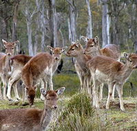 Lake Leake Chalet - Broome Tourism