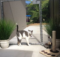 Caringbah Cat Hotel - Broome Tourism