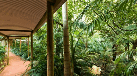 Pethers Rainforest Retreat - Broome Tourism 4