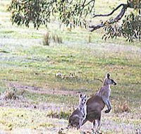 Kangaroo Ridge Retreat - Broome Tourism
