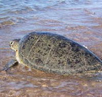 Mackerel Islands - Broome Tourism