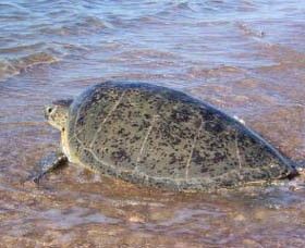 Mackerel Islands - Broome Tourism 0