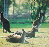 Tangkuinya - Broome Tourism
