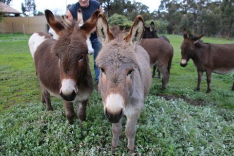 Donkey Tales Farm Cottages - Broome Tourism 0