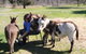 Donkey Tales Farm Cottages - thumb 2