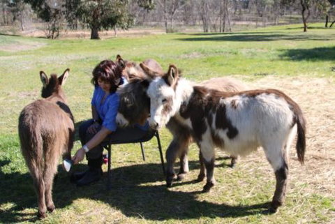 Donkey Tales Farm Cottages - Broome Tourism 2