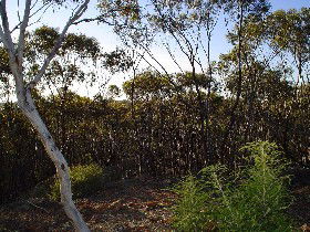 Almonds ACT Broome Tourism