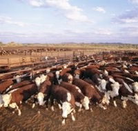 Bond Springs Outback Retreat - Broome Tourism