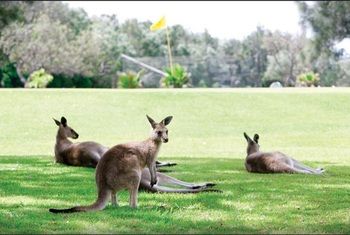 Darlington Beach Resort & Holiday Park - Broome Tourism 67