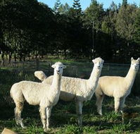 Blackwattle Farm BampB and Farm Stay - Broome Tourism
