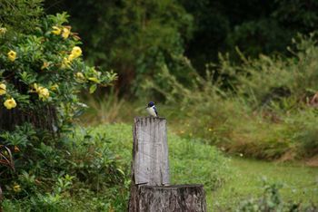 Kingfishers Manor @ Noosa - Broome Tourism 32