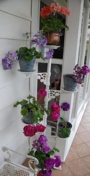 A Winter-rose Cottage B&B - Broome Tourism 5