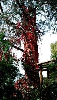 A Winter-rose Cottage B&B - Broome Tourism 7