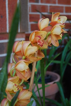 L'Auberge Angara Bed And Breakfast - Broome Tourism 42