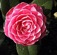 Cloverlea Gardens Bed and Breakfast - Broome Tourism
