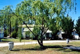 Blue Topaz Caravan Park & Camping Ground - Broome Tourism 0