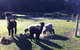 Lalee Farm - thumb 2