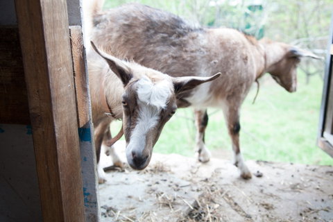 Lalee Farm - Broome Tourism 3