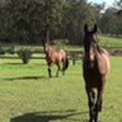 Neds Bed - Broome Tourism 4