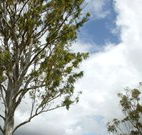 Glen Villa Resort and Tourist Park Casino - Broome Tourism