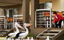 Ski Club Holiday Park - Broome Tourism 1