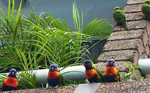 Aquajet Motel - Coffs Harbour - Broome Tourism 4