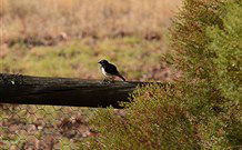 Lake Paika Station Farmstay - Broome Tourism 1