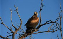 Stony Creek Farm B And B - Broome Tourism 2