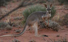 Stony Creek Farm B And B - Broome Tourism 1