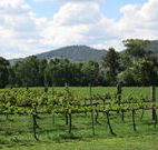 Jessica's Guest House and Vineyard - Broome Tourism