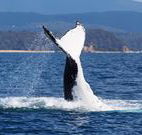 Snug Cove Bed and Breakfast - Broome Tourism