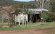 Ellamara - Giants Creek - thumb 0