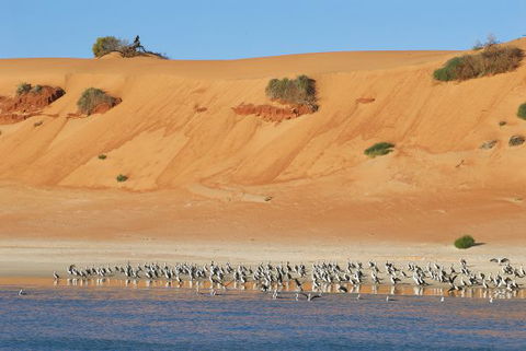 Herald Bight Camp At Francois Peron National Park - Broome Tourism 3