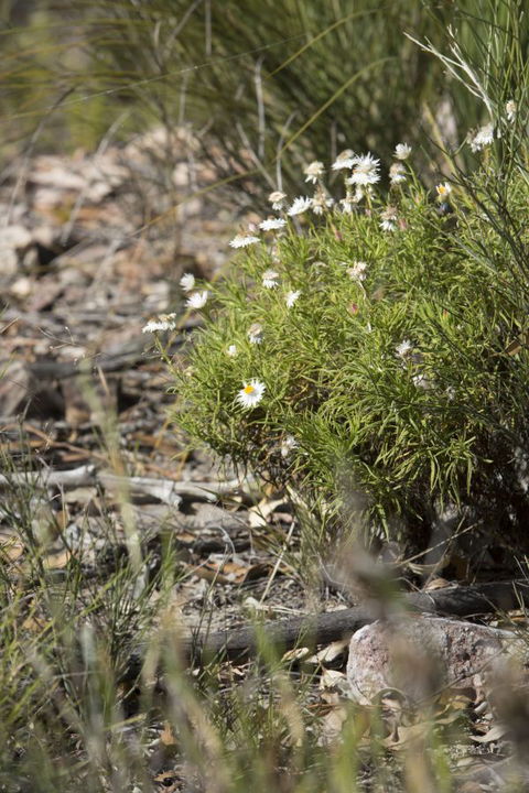 Kroombit Tops National Park Camping Ground - Broome Tourism 1