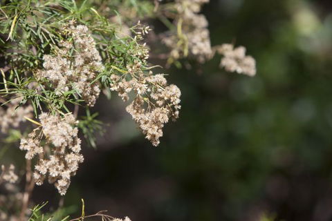 Kroombit Tops National Park Camping Ground - Broome Tourism 2