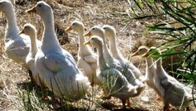 Duck Duck Goose Bed And Breakfast - Broome Tourism 0