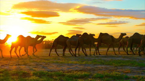 Shandonvale Station - Broome Tourism 4