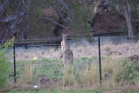 Yalooka Farm - Broome Tourism 9