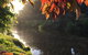 Forth River Cottage - thumb 4