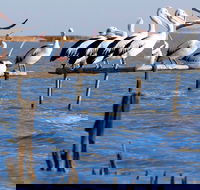 Pelican Perch Retreat - Broome Tourism