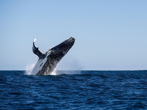 Sal Salis Ningaloo Reef - Broome Tourism 2