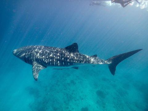 Sal Salis Ningaloo Reef - Broome Tourism 6