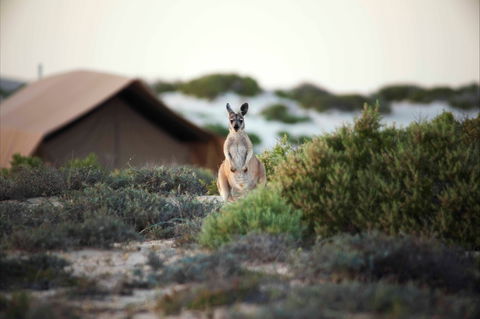 Sal Salis Ningaloo Reef - Broome Tourism 10