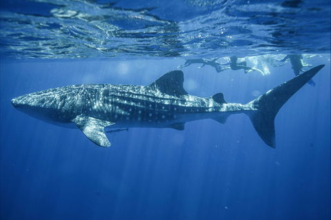 Sal Salis Ningaloo Reef - Broome Tourism 11