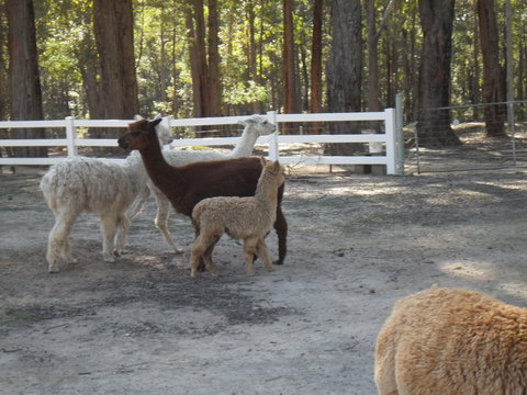 The Malone's Bed And Breakfast Guest Rooms - Broome Tourism 8